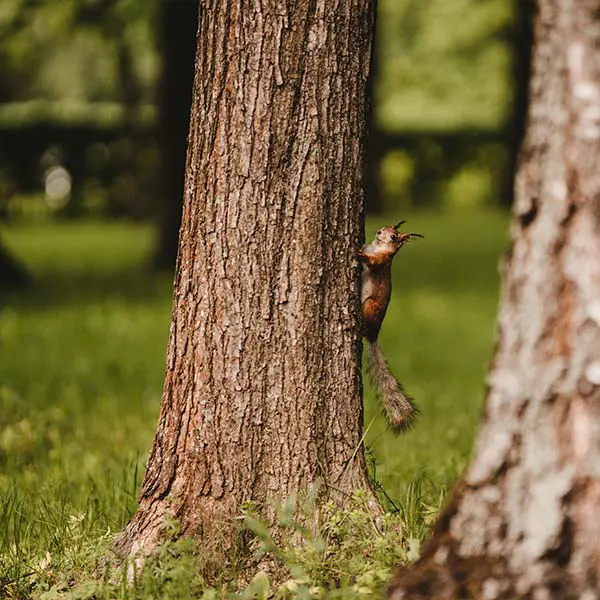 Industries key benefits forestry tree diameter