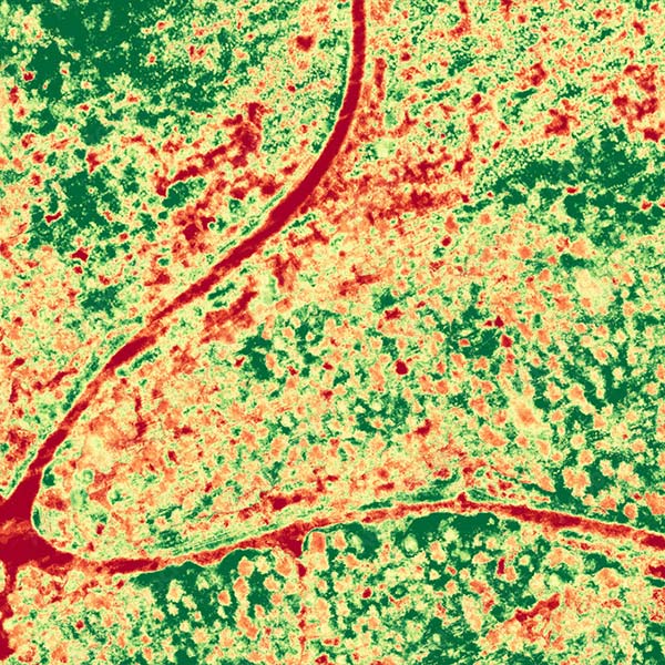 Industries key benefits forestry vegetation index